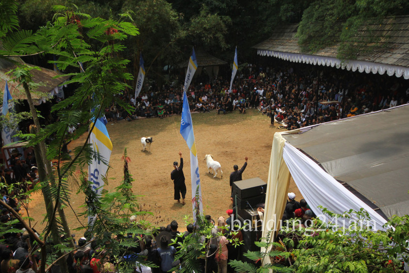 Seni ketangkasan domba Garut di Babakan Siliwangi (Baksil), Kota Bandung, Ahad (1/9/2024). Foto: Edi Yusuf