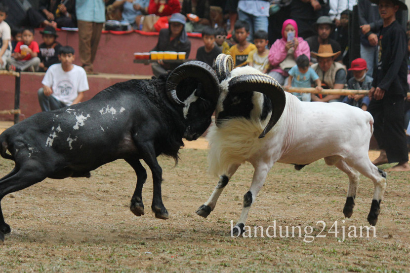 Seni ketangkasan domba Garut di Babakan Siliwangi (Baksil), Kota Bandung, Ahad (1/9/2024). Foto: Edi Yusuf