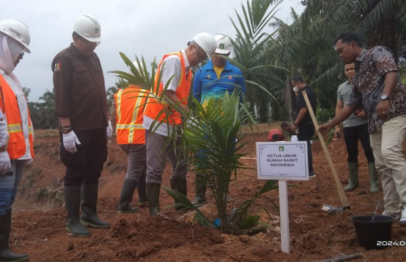 KETERANGAN FOTO: Ketua Umum Rumah Sawit Indonesia (RSI) Kacuk Sumarto menanam bibit sawit secara simbolis disaksikan Direktur Tanaman Kelapa Sawit dan Aneka Palma (Salma) Ditjen Perkebunan Ardi Praptono (dua kiri), dan Pj Bupati Batubara Heri Wahyudi (empat kiri) pada acara Tasyakuran Tanam Perdana Serentak Program Peremajaan Sawit Rakyat (PSR) dan Padi Gogo di Kabupaten Batubara, Sumatera Utara, Sabtu (7/9/2024).