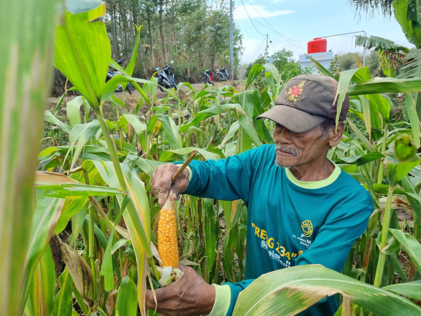 Sumarno, Ketua Kelompok Tani Mulyo yang merupakan kelompok tani binaan program UMKM BSI Maslahat. Program ini berasal dari infaq donatur BSI Maslahat. (Foto: Dok Ruzka Indonesia)