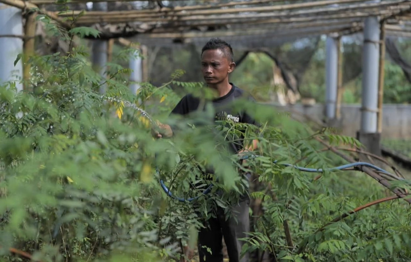 Salah seorang Warga Desa Bojongkapol, Kecamatan Bojonggambir, Kabupaten Tasikmalaya, Jawa Barat sedang menyiapkan bibit pohon indigofera yang nantinya akan ditanami pada lahan kritis sehingga menjadi lebih hijau dan produktif. (Dok. Istimewa)