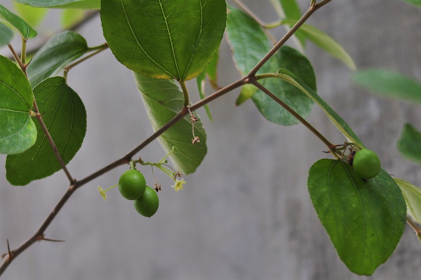 Pohon bidara memiliki manfaat untuk kesehatan manusia. (Foto: SumatraLink.id/Mursalin Yasland)