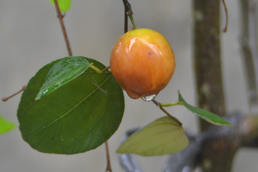 Daun dan buah bidara sangat berkhasiat untuk tubuh manusia. (Foto: SumatraLink.id/Mursalin Yasland)