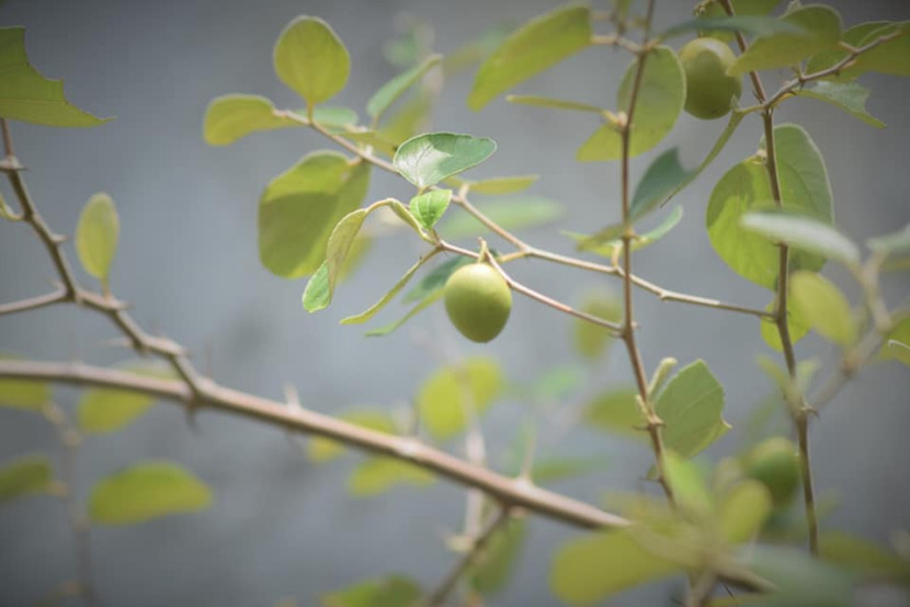 Buah bidara dari masih muda warna hijau menjadi merah bila sudah tua. (Foto: SumatraLink.id/Mursalin Yasland) 