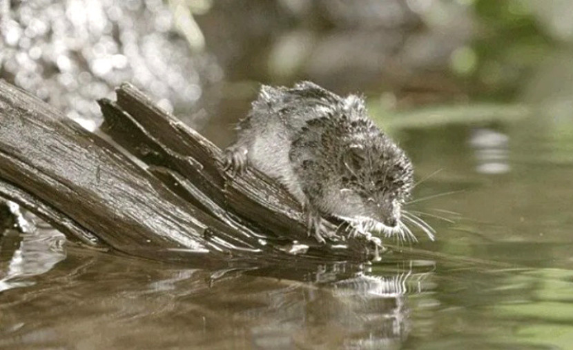 Tikus air Amerika berukuran kecil, yang memiliki denyut jantung istirahat yang sangat tinggi/Joe Pontecorvo.