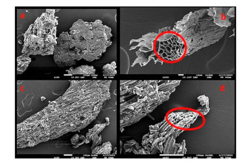 Gambar SEM biochar tebu (A,B) dan biochar kayu pinus (C,D) yang menunjukkan fitur permukaan kasar dan pori-pori (dilingkari merah)/Frontiers in Environmental Science (2024).