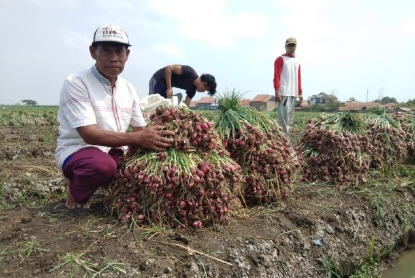 Badan Penelitian dan Pengembangan Pertanian (Balitbangtan) Kementerian Pertanian (Kementan) melalui Balai Penelitian Tanaman Sayuran (Balitsa) Lembang menggandeng petani di Cirebon untuk memproduksi bawang merah varietas Bima Brebes. (Dok. Istimewa)