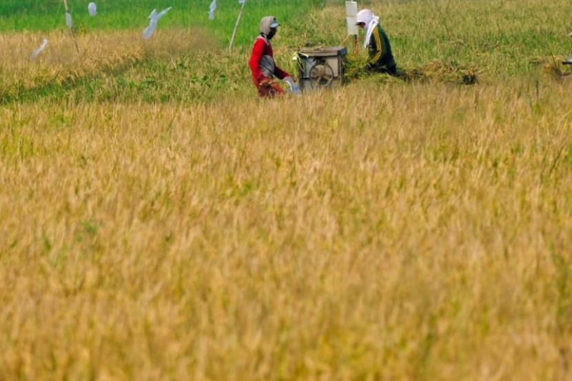 Petani melakukan panen padi lahan rawa di Kabupaten Banyuasin, Sumatera Selatan (Foto: Dok Wilmar)