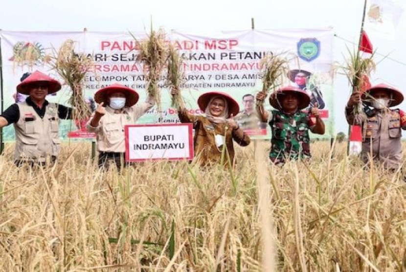 Panen raya padi di Kabupaten Indramayu. (Dok. Istimewa)