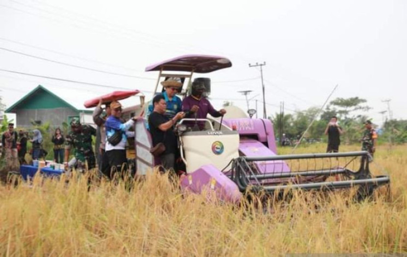 Panen raya padi di daerah Kecamatan Banjarmasin Timur, beberapa waktu lalu. (Foto: Ist)