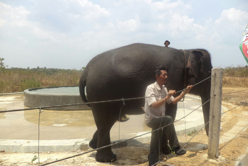 Gajah sumatra bersama mahout (pawang)-nya di areal Taman Nasional Way Kambas. (Foto: SumatraLink.id/Mursalin Yasland)