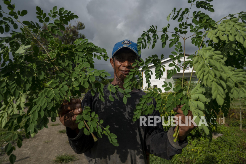 Warga mengambil daun kelor. Foto: Antara Foto/Basri Marzuki