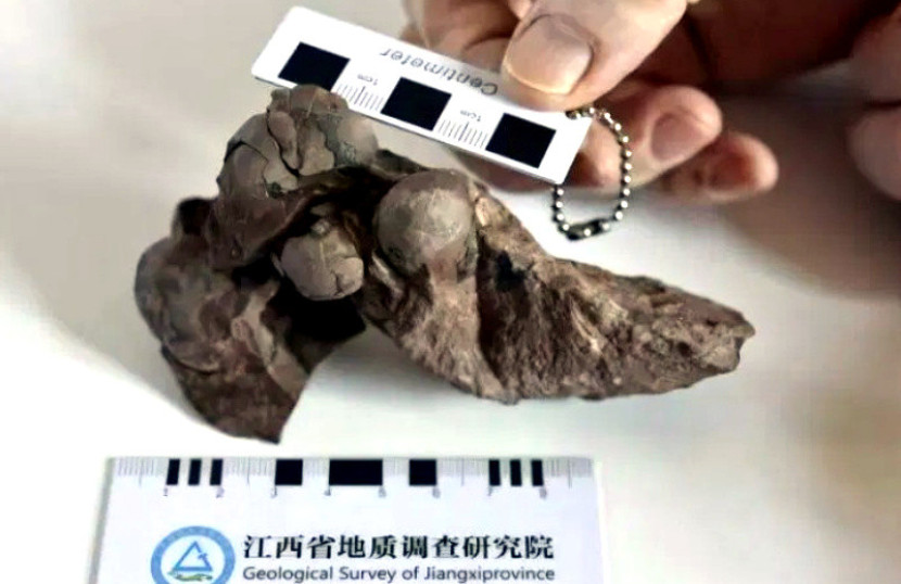 Foto arsip jenis baru fosil telur dinosaurus yang ditemukan di kota Ganzhou, Provinsi Jiangxi, Cina timur/Universitas Geosains Tiongkok (Wuhan).