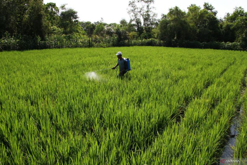 Ilustrasi kegiatan buruh tani di sebuah area sawah di Kelurahan Bukit Tunggal, Palangka Raya, Kalimantan Tengah, Senin (28/10/2024). (Foto: Antara)