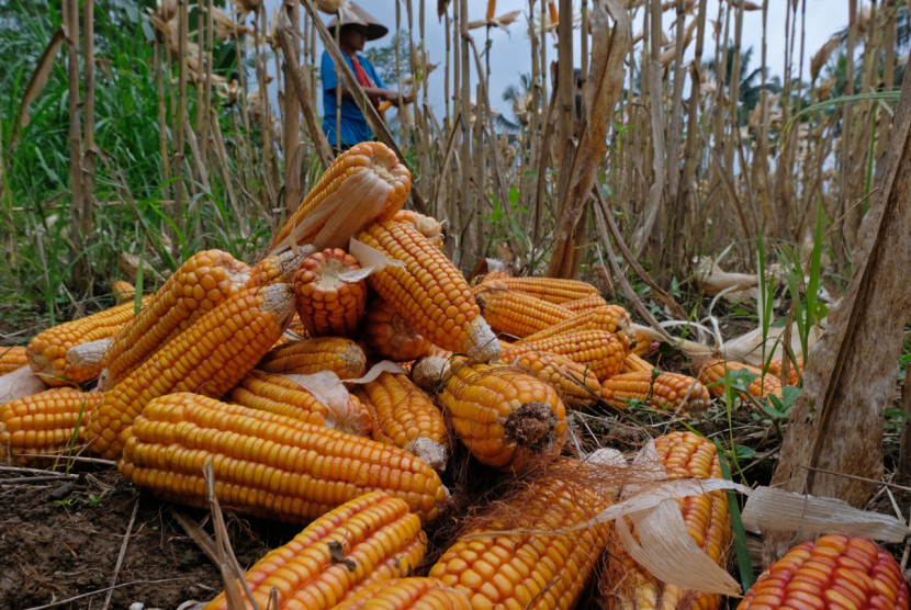 Ilustrasi petani memanen jagung di persawahan Desa Donorojo, Tegalrejo, Magelang, Jawa Tengah, beberapa waktu lalu. (Foto: Republika/Antara)