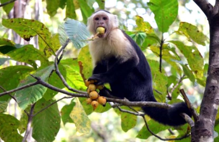 Seekor kapusin memakan buah. (Julia Casorso)