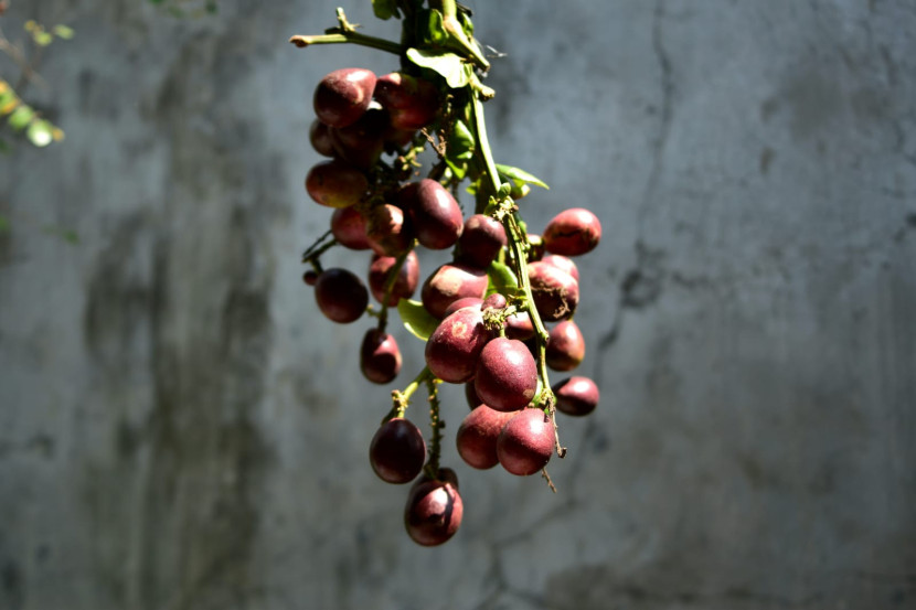 Buah Matoa dikenal buah lokal asal Papua. (Foto: SumatraLink.id/Mursalin Yasland)