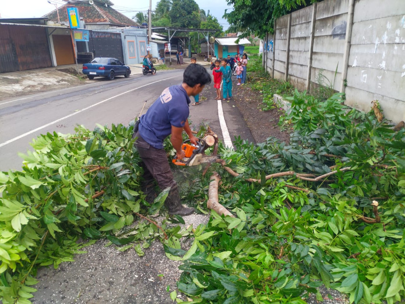 Pohon tumbang akibat cuaca ekstrem beberapa waktu lalu di Kota Sukabumi.