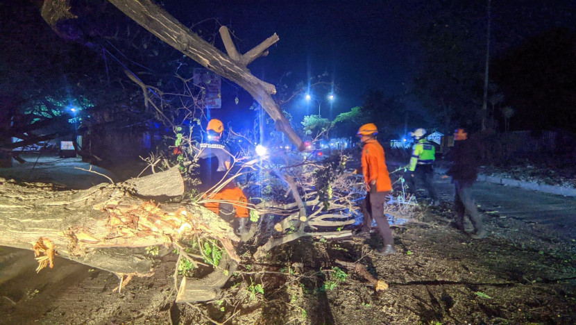 Pohon tumbang timpa kabel telekomunikasi dan tutup sebagian ruas Jalan Lingkar Selatan, Ahad (3/11/2024). Foto: Diskominfo Kota Cilegon