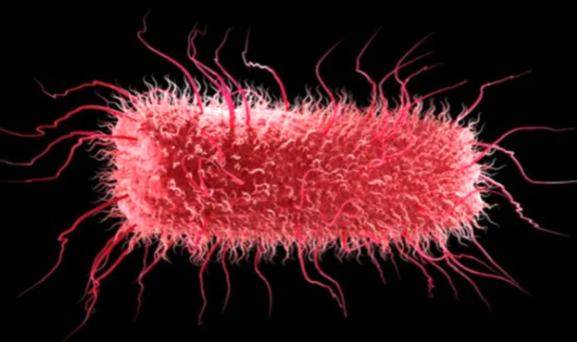 E. Coli dalam Usus Bisa Memicu 'Reaksi Berantai' yang Menyebabkan Penyakit Parkinson