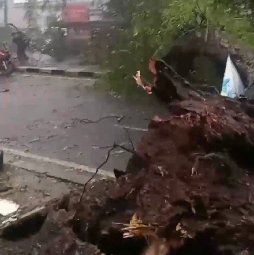 Pohon berukuran besar tumbang menutup jalan di Jalan Raya Bogor-Jakarta di dekat RS Sentra Medika, Kota Depok, Sabtu (09/12/11/2024). (Foto: Dok Ruzka)