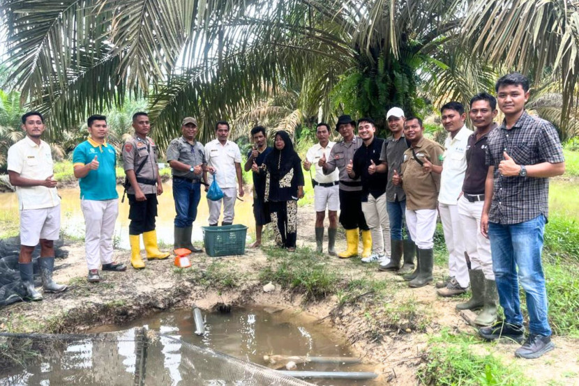 Kelompok Tani Binaan Perusahaan Sawit Ini Panen Ikan Nila