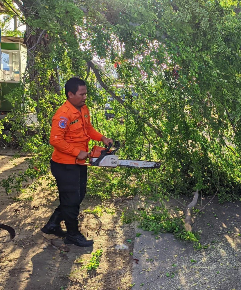 Evakuasi pohon tumbang tersebut selesai pukul 07:30 WIB. Foto: Diskominfo Kota Cilegon