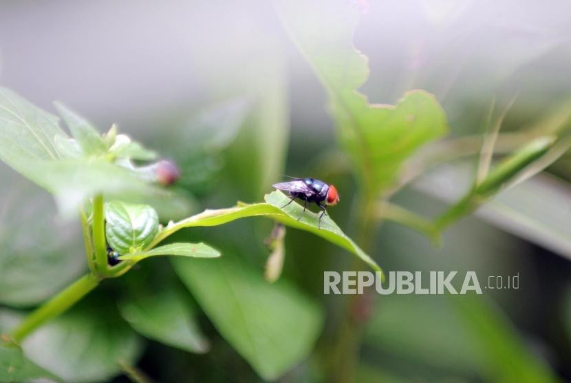 Seekor lalat hinggap di daun / Ilustrasi. Foto: Republika/Putra M. Akbar