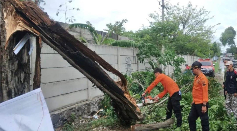 Pohon tumbang di Jalan Raya Anyer Buah Kopek, Samangraya, Citangkil. Foto: Diskominfo Kota Cilegon