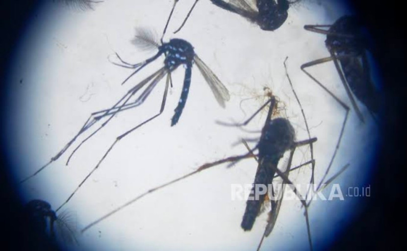 Nyamuk Aedes Egypti. (Foto: Dok Republika)