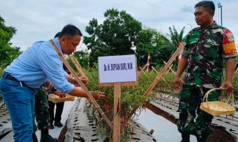 Wali Kota Depok terpilih, Supian Suri memetik cabe merah saat panen perdana di lahan Urban Farming di Jalan Juanda, Kota Depok  Selain itu, Bapanas menggelar Gerakan Pangan Murah. (Foto: Dok RUZKA)