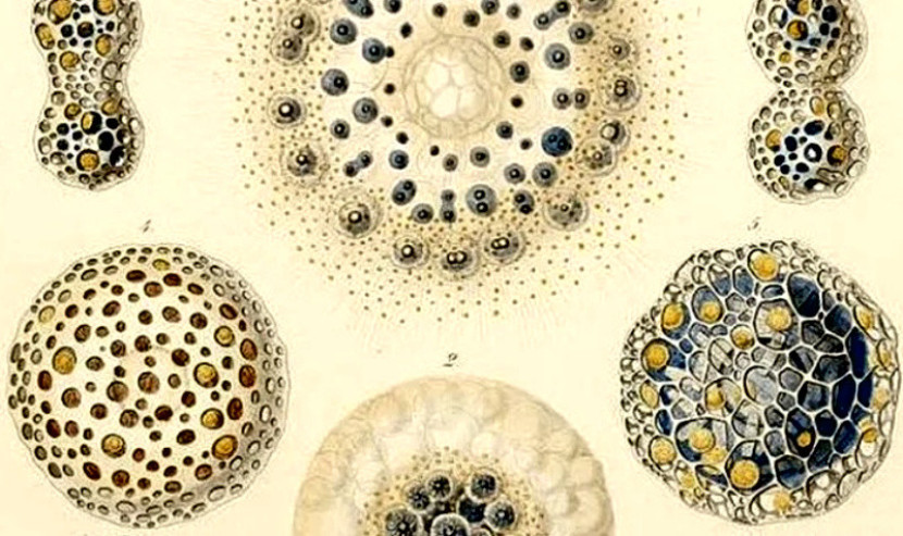 Sebuah makalah baru mengidentifikasi beberapa batasan mendasar bagi kehidupan/Foto: Ernst Haeckel’s Radiolaria (1862) via Public Domain Review.