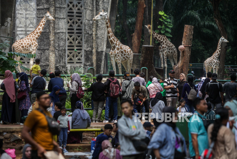 Pengunjung melihat jerapah saat berwisata di Taman Margasatwa Ragunan, Jakarta, Senin (25/12/2023). Foto: Republika/Putra M. Akbar