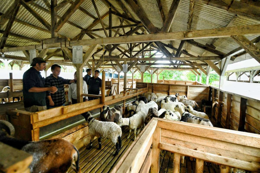 Sekda Jawa Barat Herman Suryatman saat meninjau UPTD Balai Pengembangan Pembibitan Ternak Domba dan Kambing Margawati di Kelurahan Sukanegla, Kecamatan Garut Kota, Kabupaten Garut, Sabtu (4/1/2025). Foto: Humas Jabar