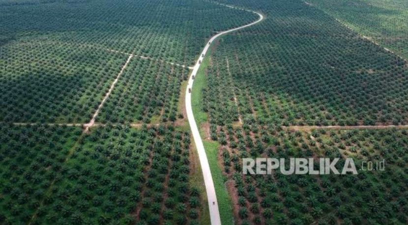 Presiden Prabowo punya gagasan penambahan lahan untuk perkebunan kelapa sawit. (Foto: Dok REPUBLIKA)