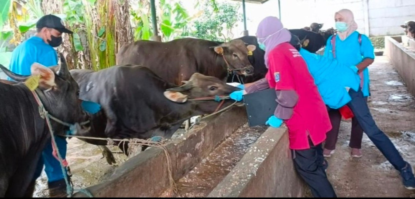 Petugas DKP3 Kota Depok sedang melakukan pengecekan kesehatan hewan ternak, Sapi. (Foto: Dok RUZKA INDONESIA)