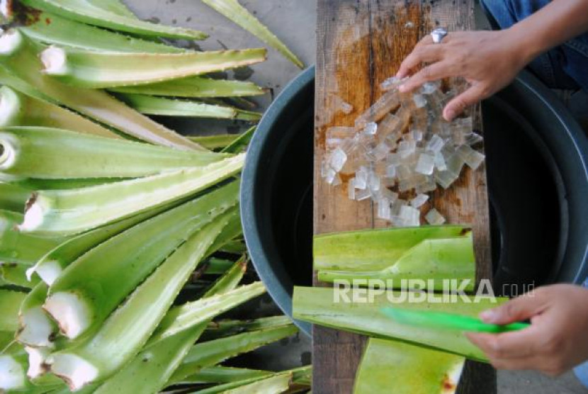 Lidah buaya. Foto: ANTARA/Arif Firmansyah