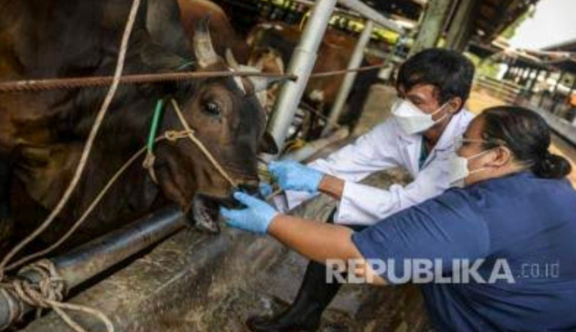 Pemeriksaan hewan ternak sapi dari penyebaran penyakit mulut dan kuku. (Foto: Dok REPUBLIKA)