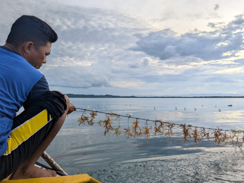 Pengembangan rumput laut sebagai sumber daya berkelanjutan yang bernilai tinggi. (Foto: Ist)