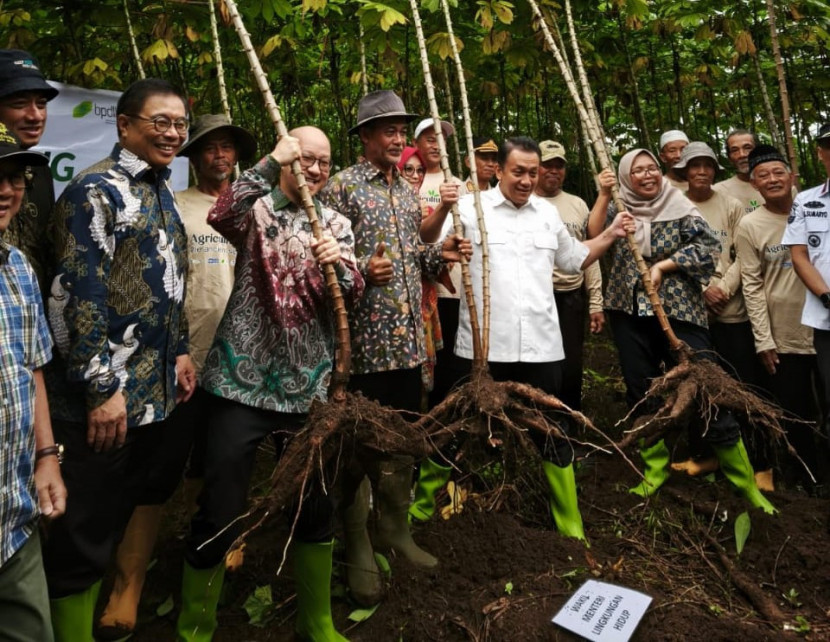 Singkong Cikarawang berhasil diubah jadi bioplastik dan dipasarkan hingga luar negeri Sumber:saeful imam