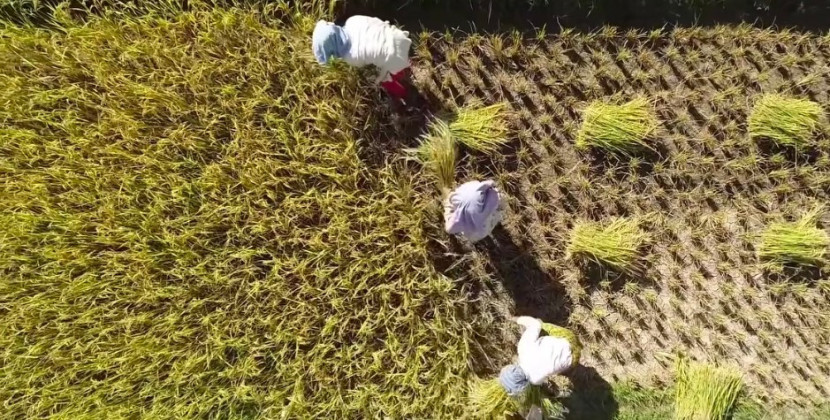 Petani padi. (Foto: Dok RUZKA INDONESIA)