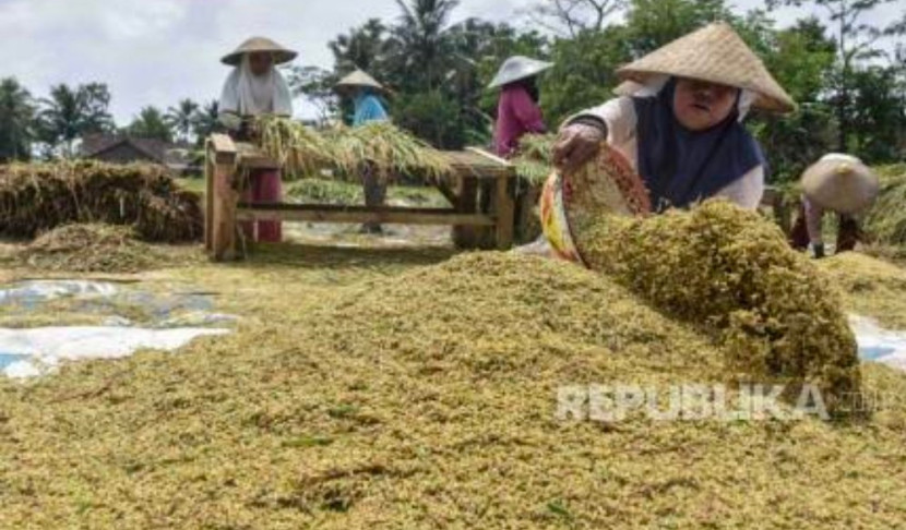 Petani merontokkan padi saat musim panen. (Foto: Dok REPUBLIKA)