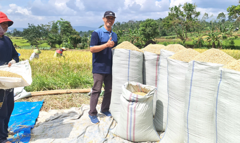 Ismantri dengan gabah hasil panen. (FOTO. Dok. Ismantri)