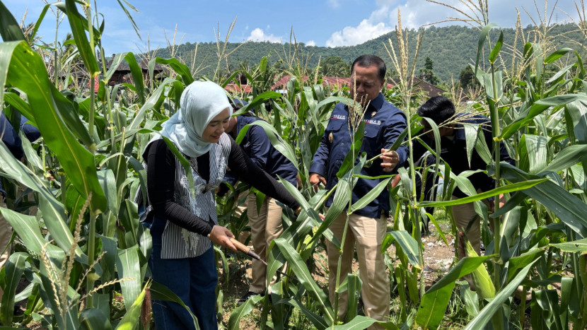 Kepala Zona Bakamla Tengah, Laksma Bakamla Teguh Prasetya, bersama Ketua Unit Pelaksana DWP Zona Bakamla Tengah, Dyah Teguh Prasetya melaksanakan panen jagung. 