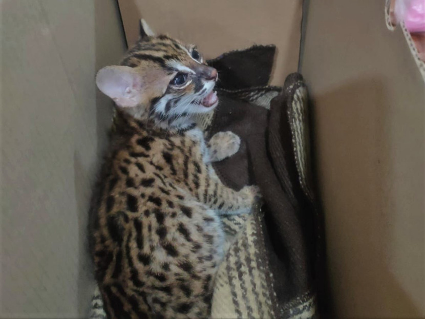 Kucing Macan Akar (kucing hutan) diamankan petugas. (Foto: Dok, BKP Lampung)