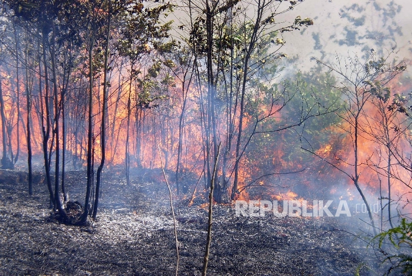 Ilustrasi, kebakaran hutan.