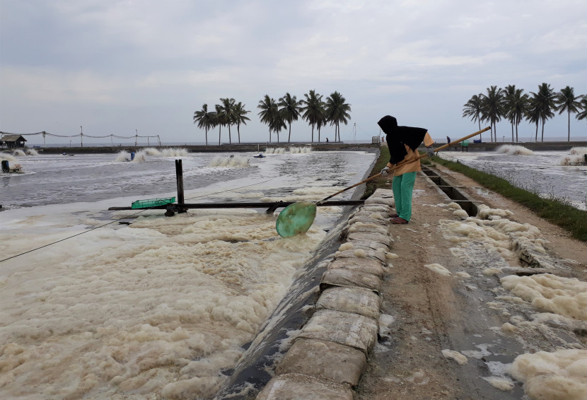 Seorang pekerja perempuan menangkul buih atau busa-busa tambak udang di Lemong, Pesisir Barat, Lampung. (Foto: SumatraLink.id/Mursalin Yasland)