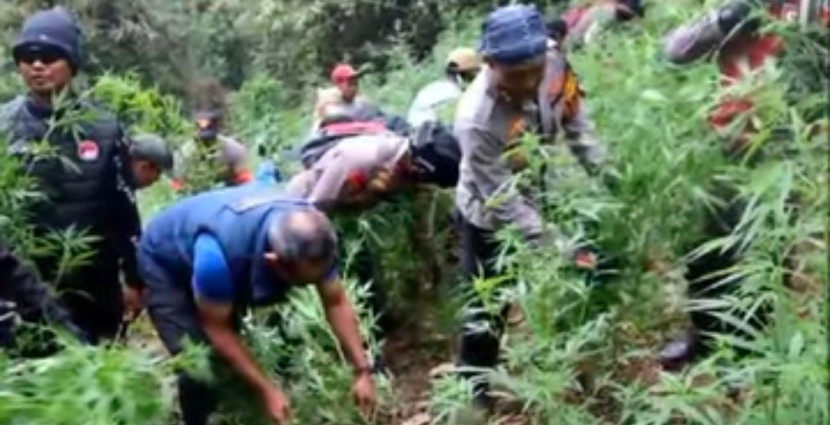 Aparat kepolisian membabat ladang ganja yang ditemukan 59 titik di Taman Nasional Bromo Tengger Semeru. (Foto: Dok RUZKA INDONESIA) 