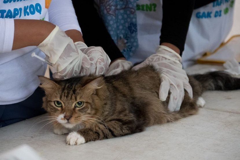 Pemberian vaksin kucing. Foto: Diskominfo Kota Bandung