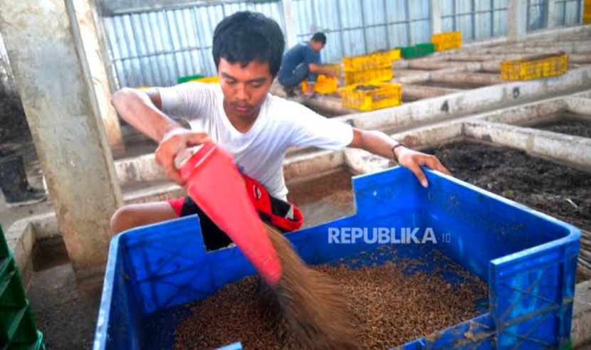 Budidaya maggot, kelola sampah jadi rupiah. (Foto: Dok REPUBLIKA)